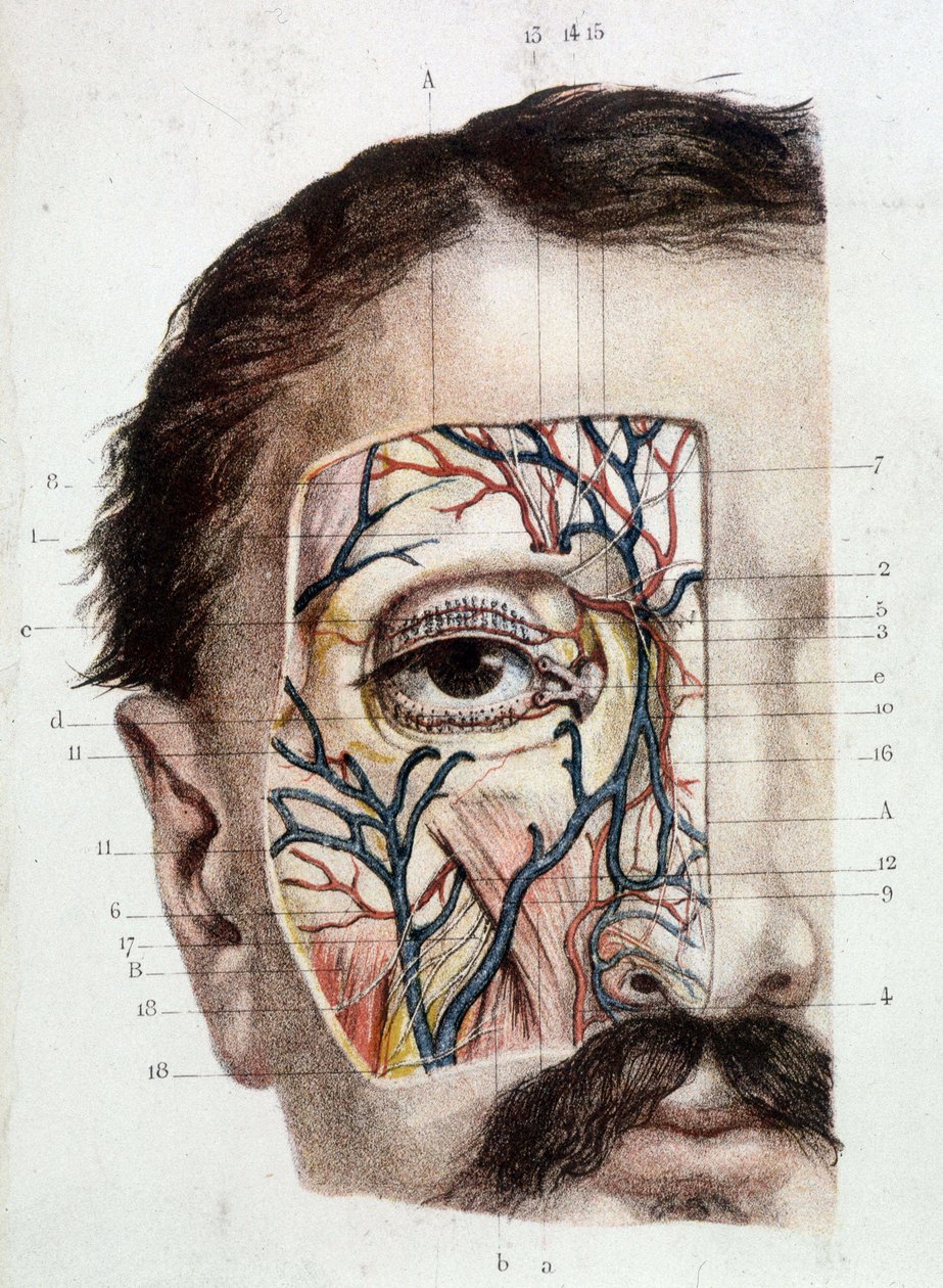 Anatomical board on the eye and its environment (skinned) 作者 未知艺术家