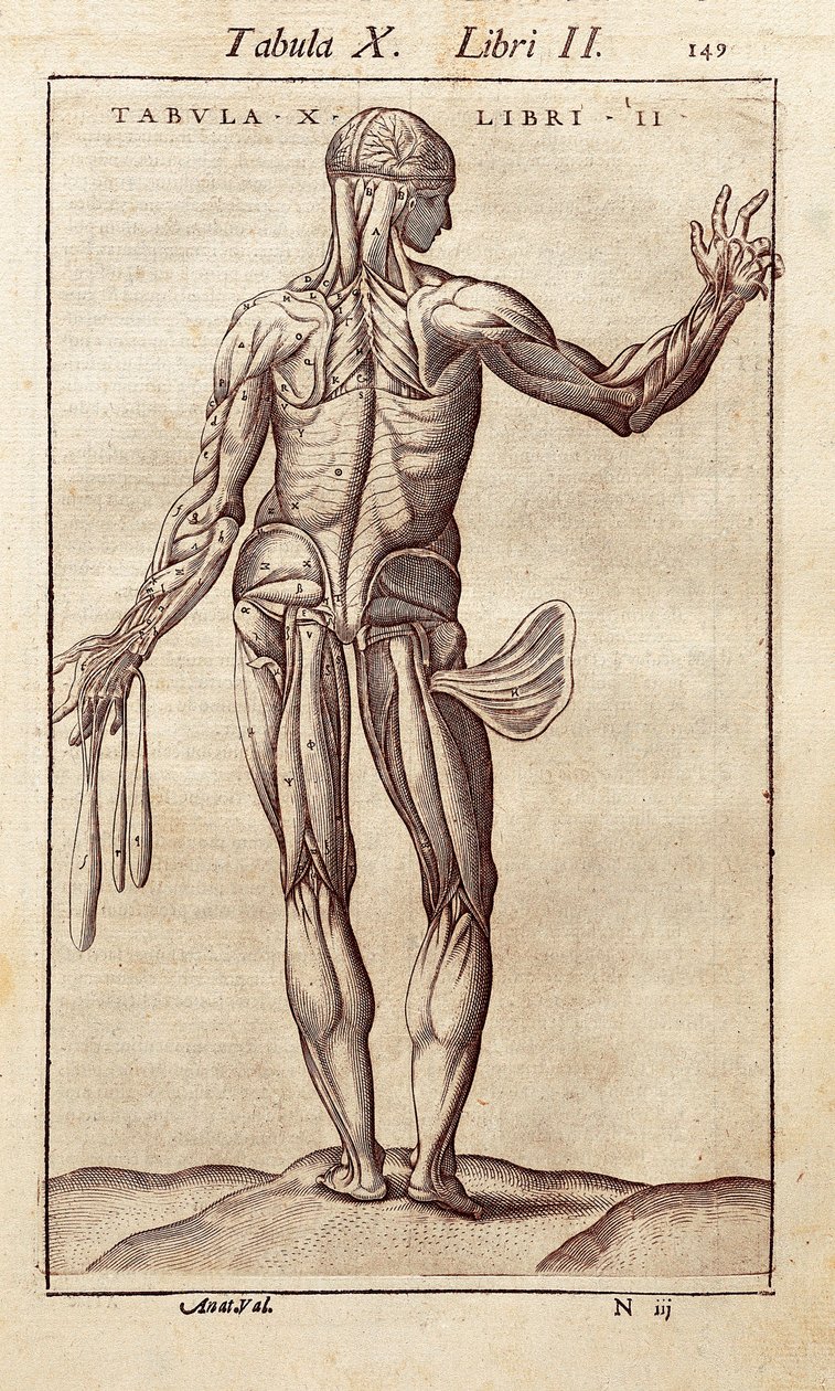 解剖板代表一个男人在背上。 Juan Valverde De Amusco（1525-1588）的“人体解剖学”雕刻。 巴塞罗那。 Biblioteca de Catalunya（加泰罗尼亚国家图书馆，巴塞罗那）。 作者 未知艺术家