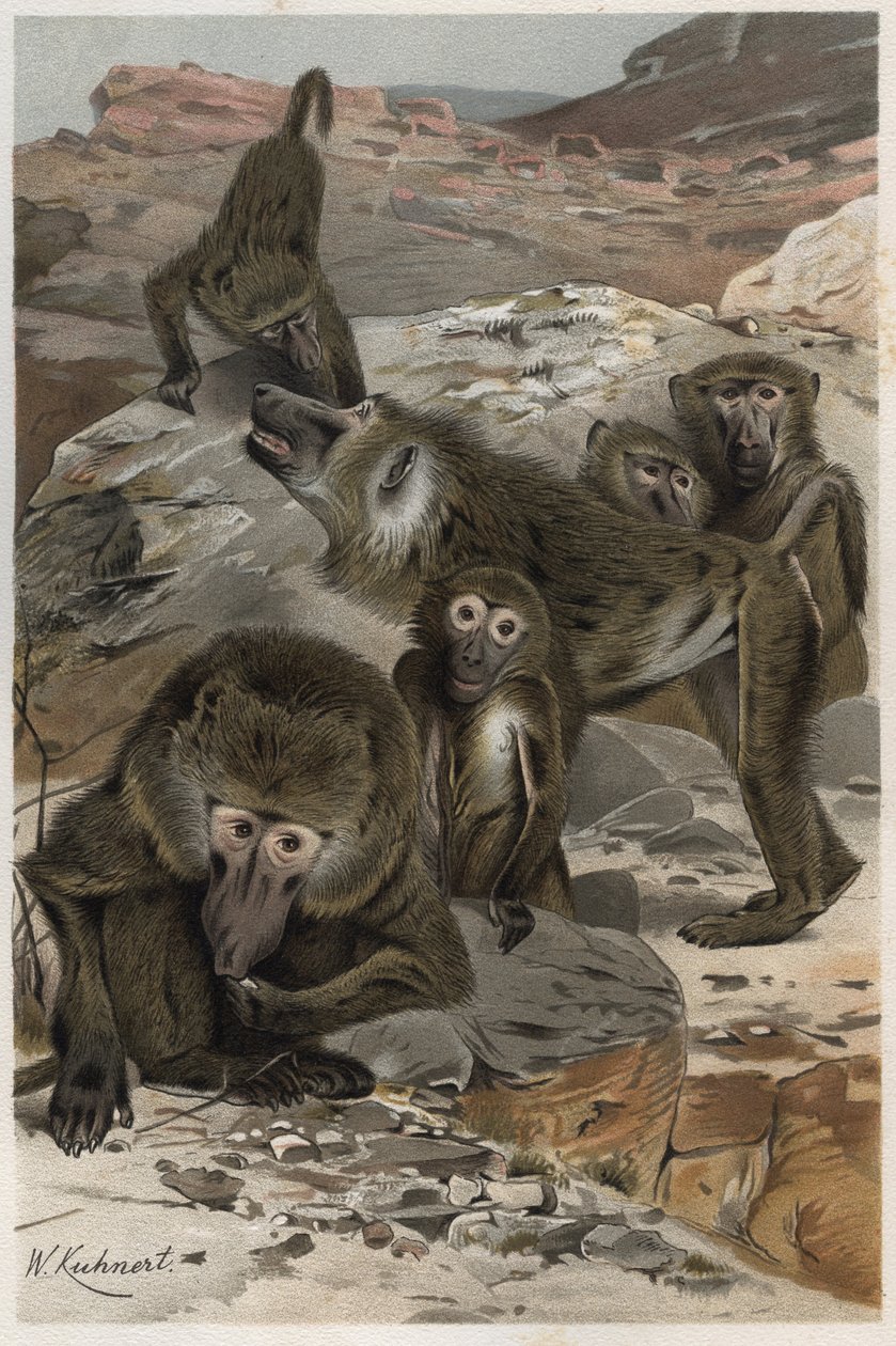 狒狒--狒狒(Cercopithecinae)--来自阿尔弗雷德-埃德蒙-布雷姆(1829-1884)的《布雷姆的动物生活》的雕刻。 作者 未知艺术家