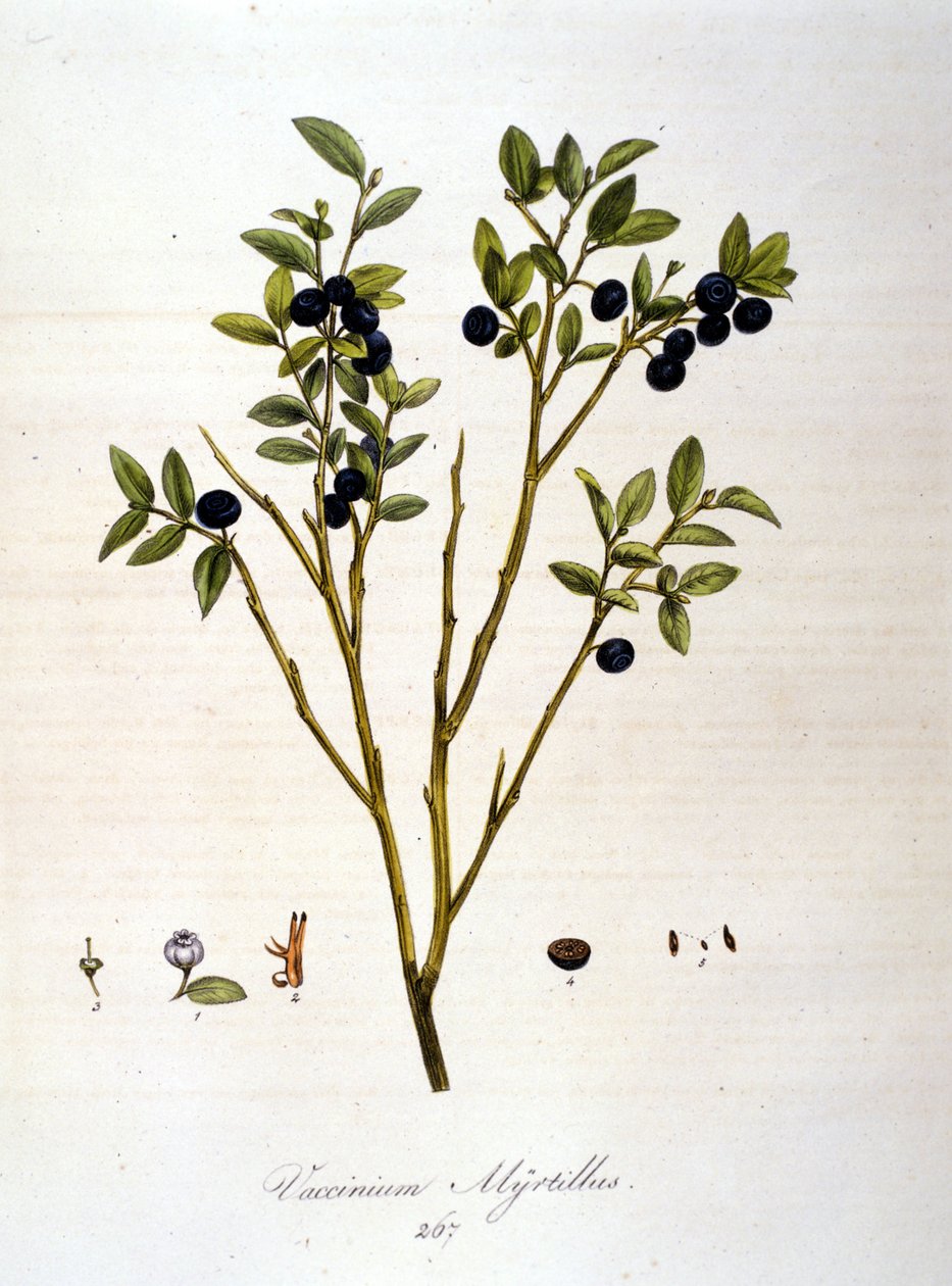 蓝莓：。19世纪的植物学板。 作者 未知艺术家