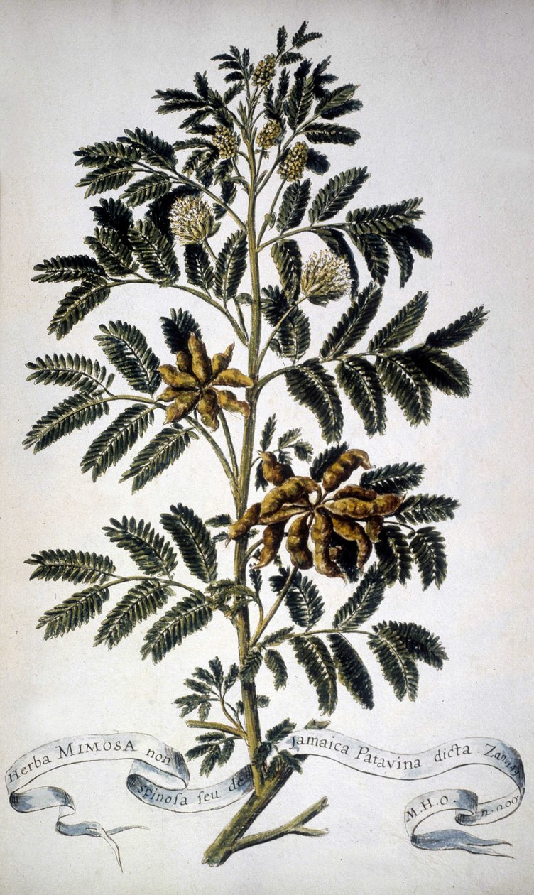 植物板：含羞草。 19 世纪植物标本馆。 作者 未知艺术家