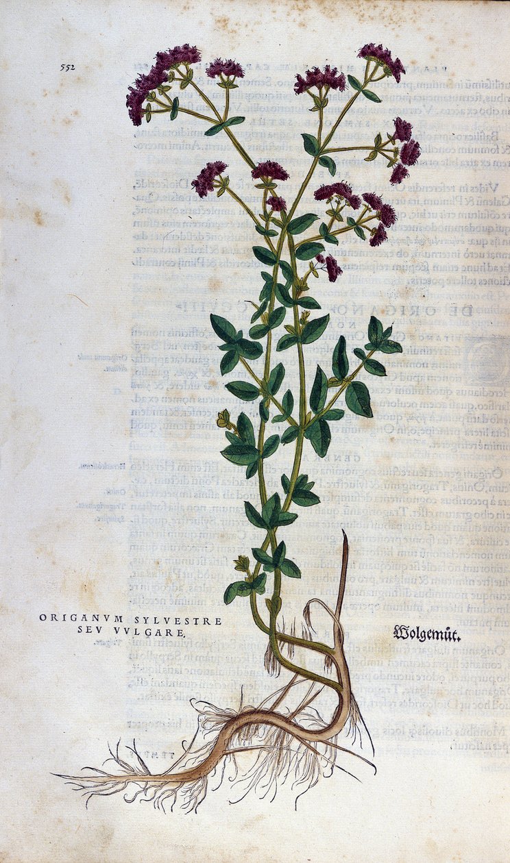 植物板：牛至（野生马郁兰 sev. Vulgare）。 Lheonard Fuchs 植物标本馆，"" History "" the Bale 作者 未知艺术家