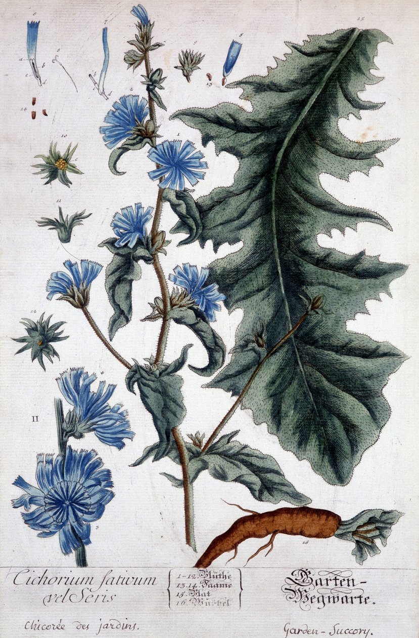 植物学板块：Cichorium factivum velseris（花园的chicoree）。 作者 未知艺术家