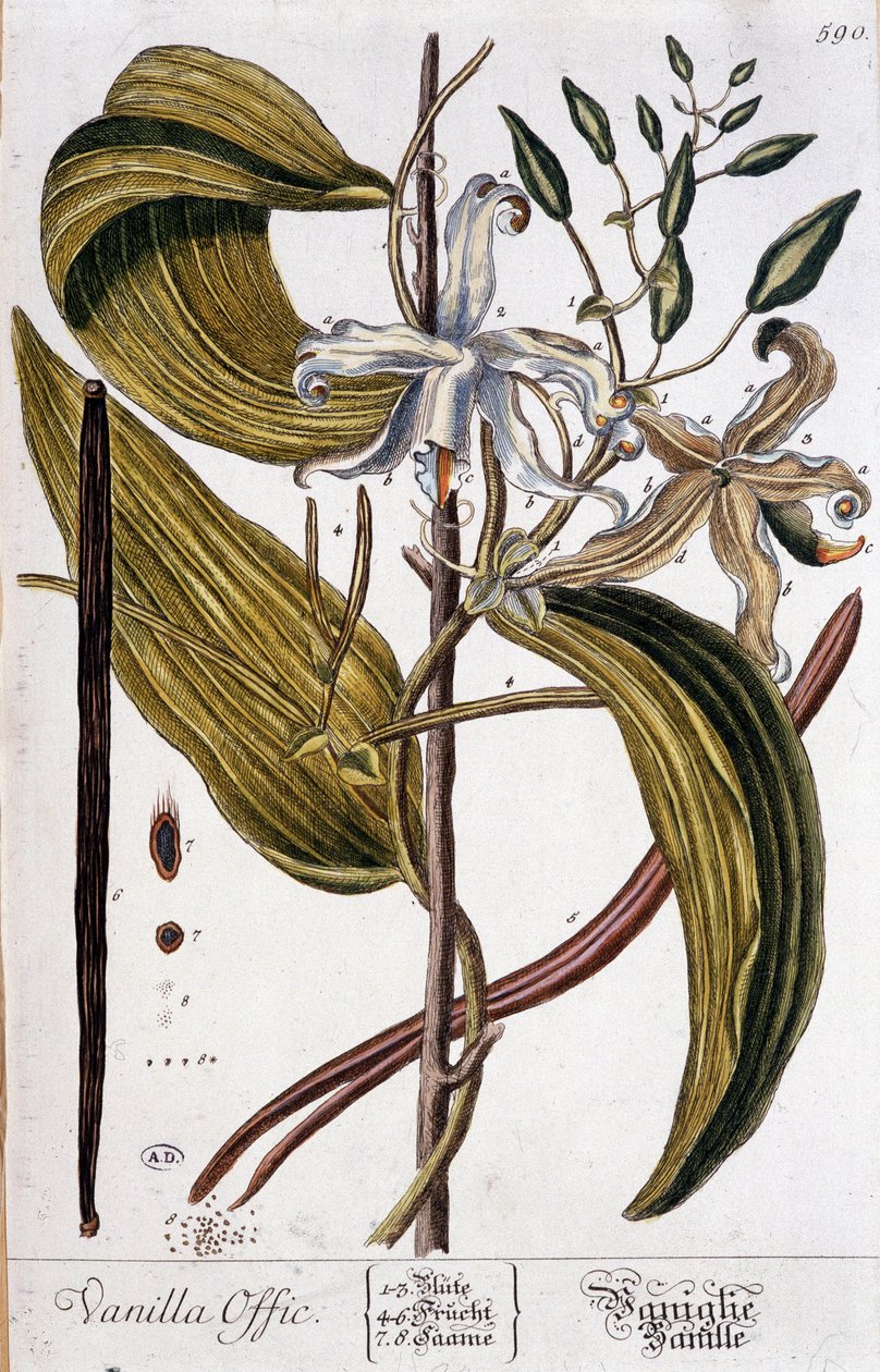 香草植物委员会 (vanilla offic) - 19 世纪 作者 未知艺术家