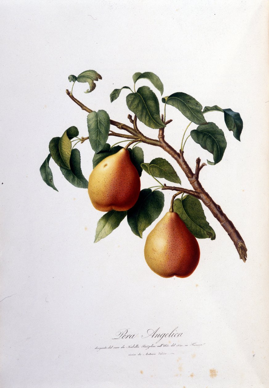 代表 pera 当归的植物板。 1820 - 1822 作者 未知艺术家
