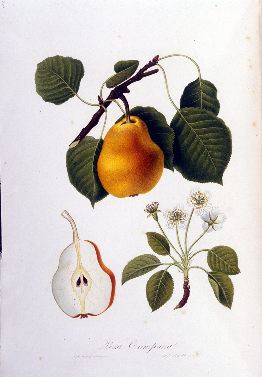 代表 pera campana 的植物板。 1820 - 1822 年。 作者 未知艺术家