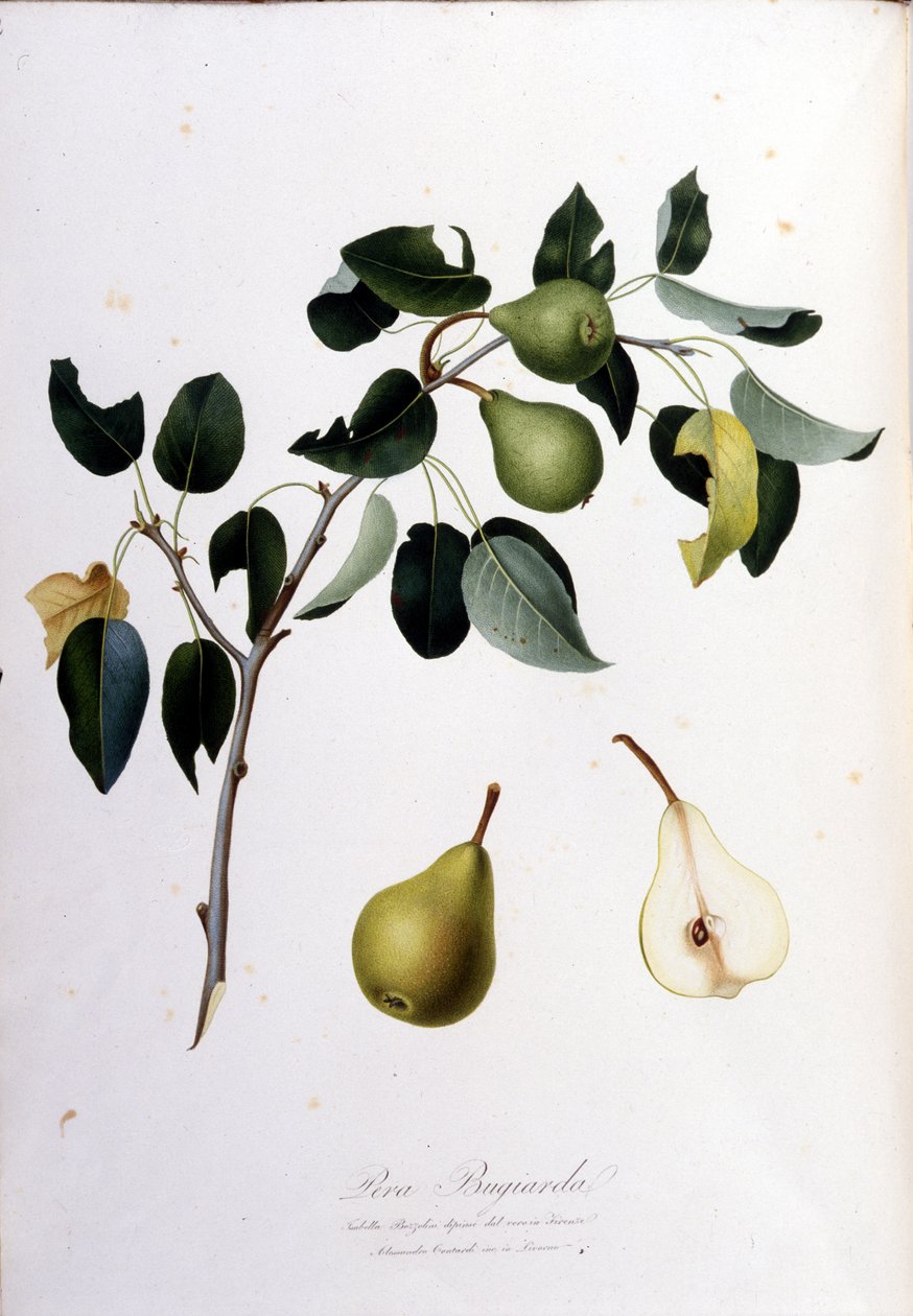 代表 pera campana 的植物板。 1820 - 1822 年。 作者 未知艺术家