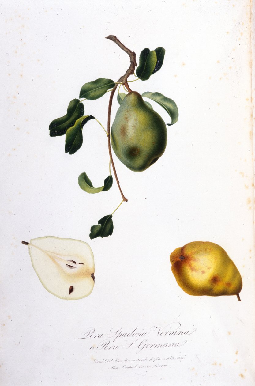 代表 pera spadona 的植物板。 1820 - 1822 年。 作者 未知艺术家