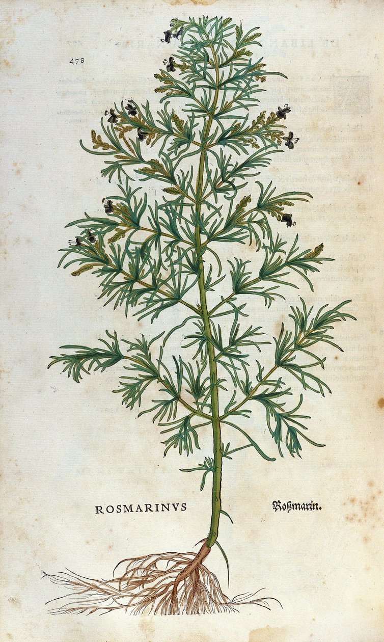 Botanical board: rosemary (rosmarinus). Herbarium of Lheonard Fuchs, “” Historia Stirpium””, Bale 作者 未知艺术家