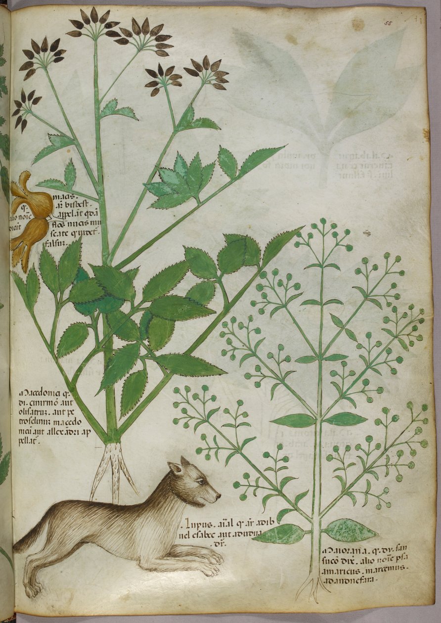 植物和狼的植物学插图。 作者 未知艺术家