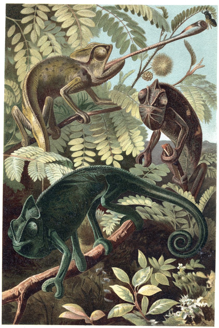 变色龙--变色龙(Chamaeleonidae科)--来自阿尔弗雷德-埃德蒙-布雷姆(1829-1884)的《布雷姆的动物生活》的雕版画 作者 未知艺术家