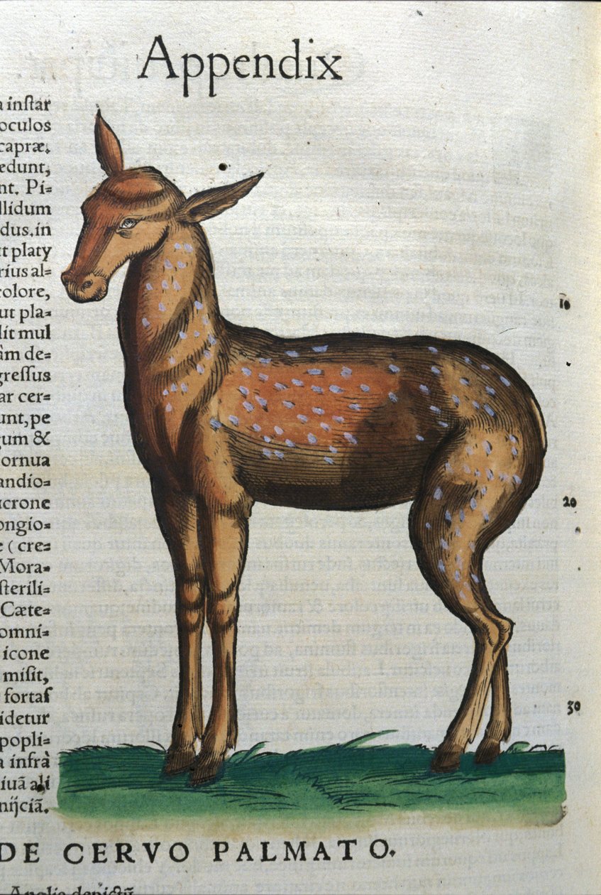 历史上的鹿（羚羊），动物 Conrad Gesner (1516 - 1565)，苏黎世 作者 未知艺术家