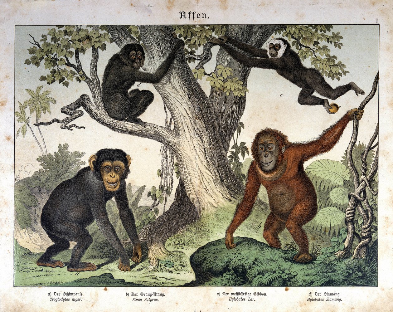 黑猩猩猴，orang utan（orang-utan，orang outang，orangutan）... - 在“哺乳动物的自然史”，编辑。 施赖伯，慕尼黑 作者 未知艺术家