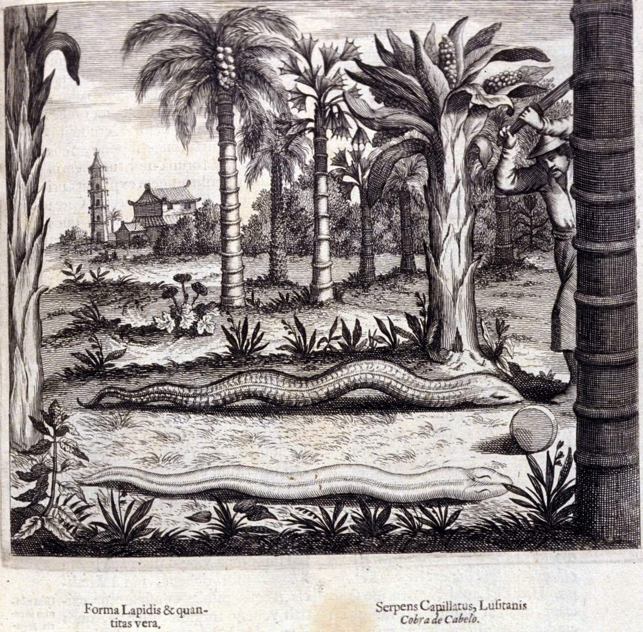 来自印度的眼镜蛇和毒蛇。 “德中国纪念碑”，作者 Athanasius Kircher（1601 - 1680），耶稣会士、东方学家和德国学者，阿姆斯特丹 1667。 作者 未知艺术家