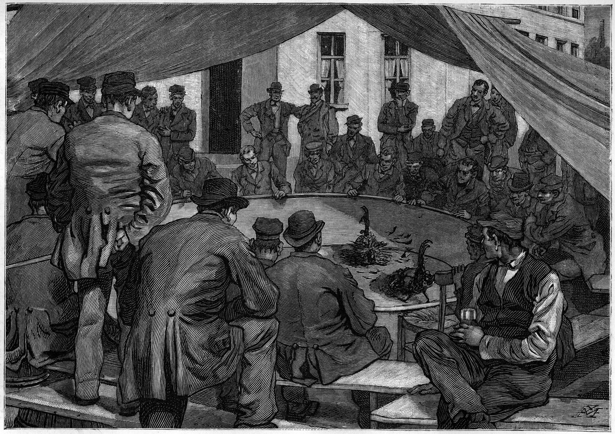 1888年比利时的斗鸡活动，载于1888年的《青年杂志》。 作者 未知艺术家