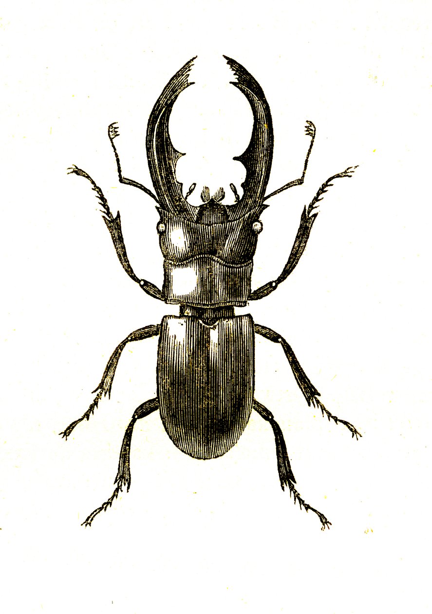 鞘翅目：Hexarthrius Buqueti 或 Lucanus 作者 未知艺术家