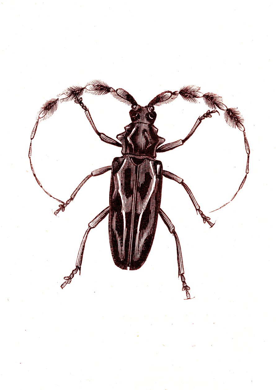 鞘翅目：Lophocerus barbatus 作者 未知艺术家