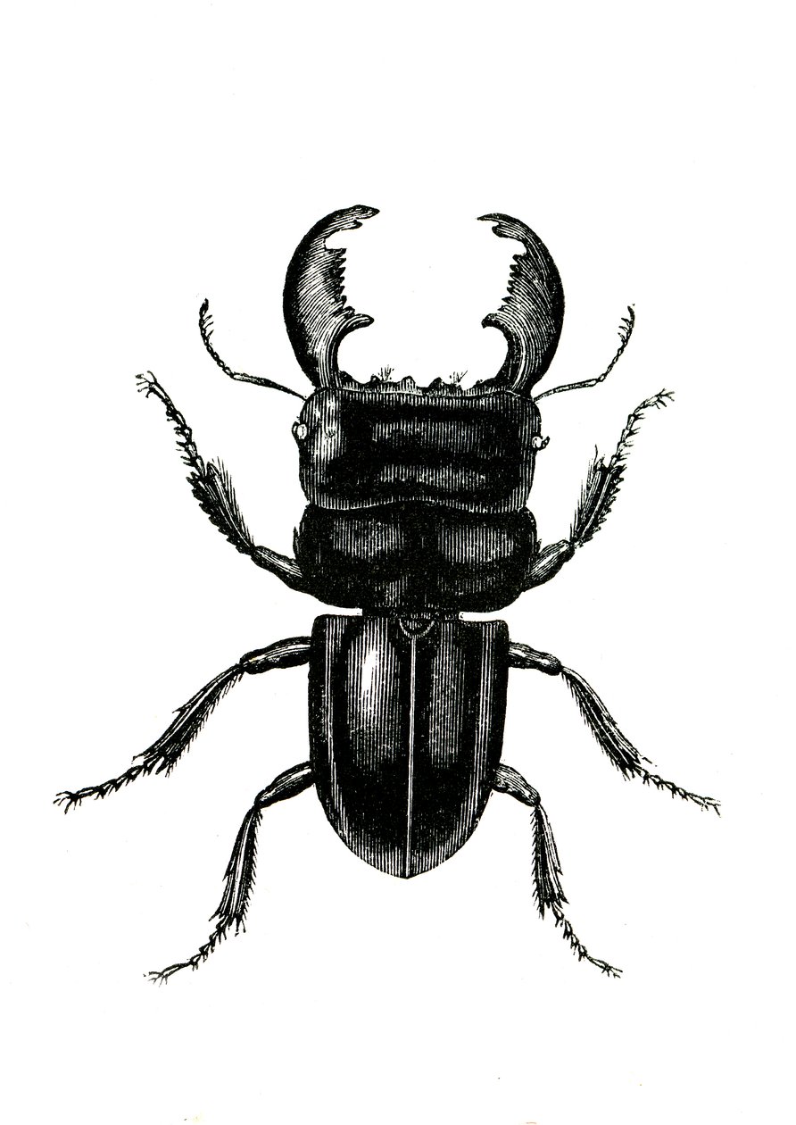 鞘翅目：Odontolarius giganteus 作者 未知艺术家
