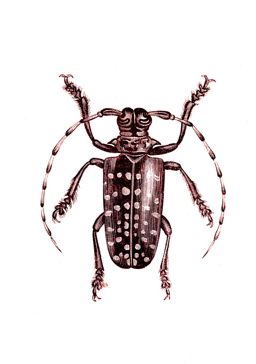 鞘翅目：Ohoptera Tollii 作者 未知艺术家