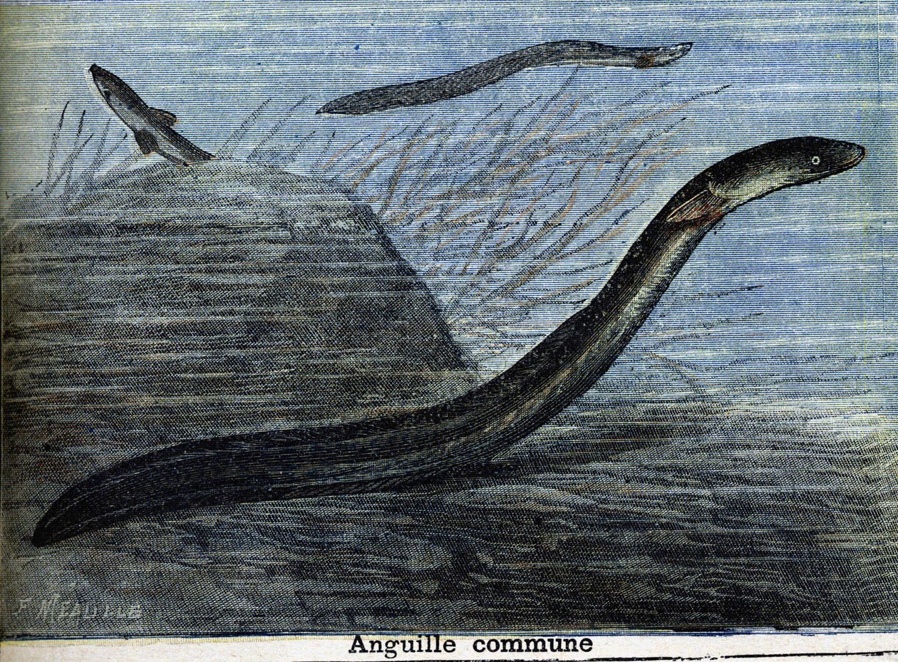 常见的鳗鱼。1897年的雕版画 作者 未知艺术家