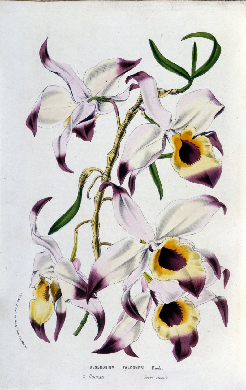 Dendrobium falconeri：兰花科。 作者 未知艺术家