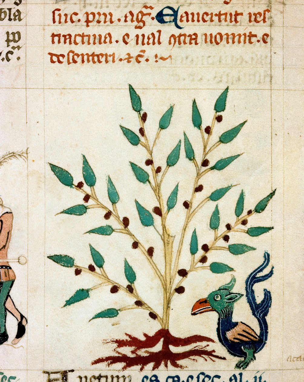一种奇妙的树和动物的描述。 取自普罗旺斯手稿类型“Dis des philosophes”（MS Palat. 586）14 世纪 Biblioteca Nazionale Florence 的缩影 作者 未知艺术家
