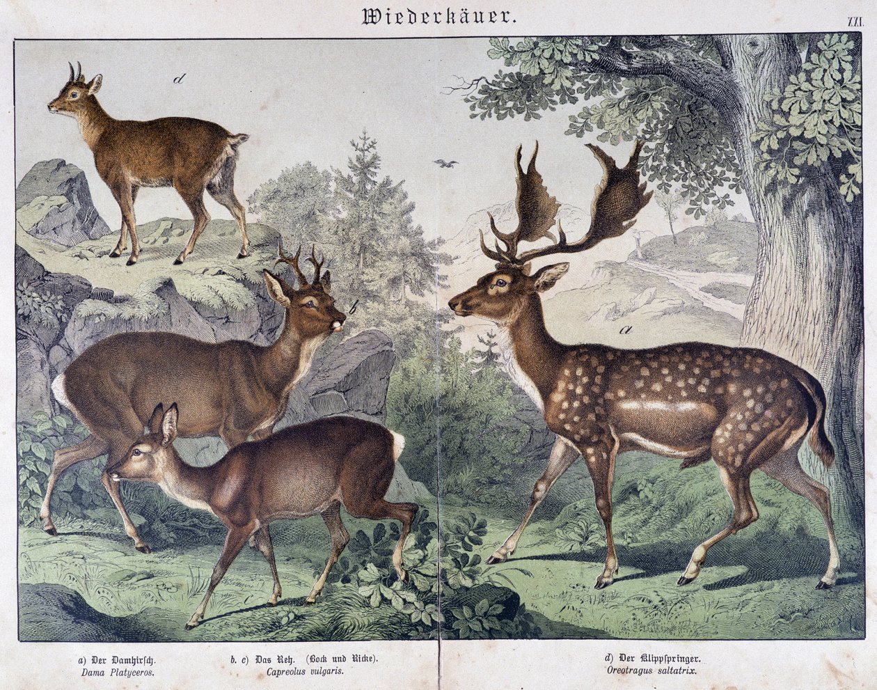 Diche, suede - in “” Natural histories of mammals””, ed. Schreiber 作者 未知艺术家