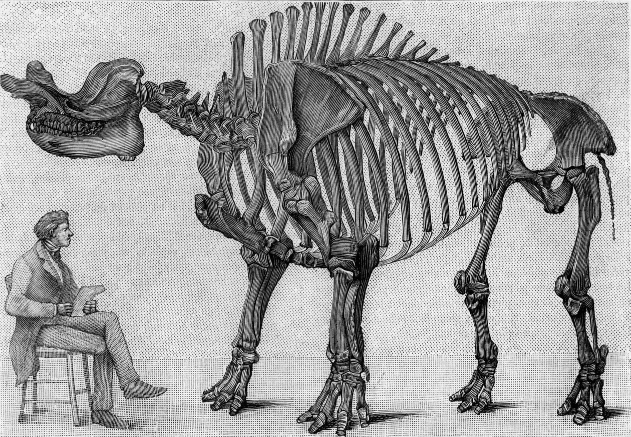 恐龙骨架。"Brontops robustus"，三月。洛矶山脉的中新世。复制了马奇先生提交给研究所的阿尔伯特-高德利的图纸。雕刻在 "自然：科学与艺术应用杂志 "中。 作者 未知艺术家