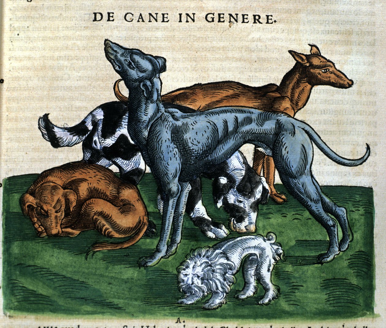 《动物史中的狗》，苏黎世，康拉德·格斯纳 (Conrad Gessner)，1560 年。地点 Nazionale Braidense。 米兰 作者 未知艺术家
