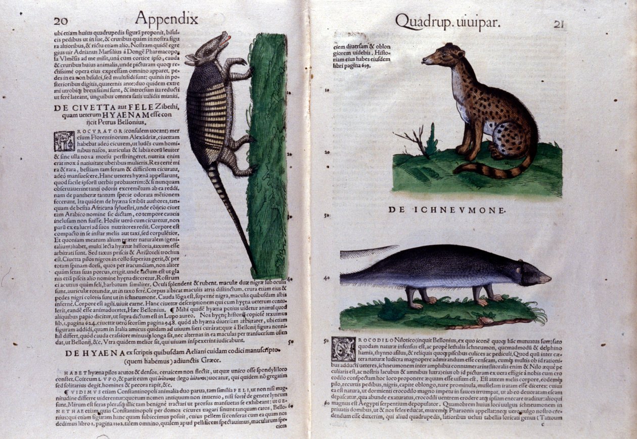 Double - page of Historia Animalium by Conrad Gesner (1516 - 1565), Tiguri 作者 未知艺术家