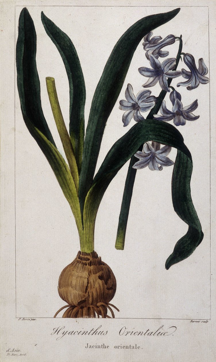 东方风信子 (Hyacinthus Orientalia) 19 世纪亚洲植物植物板。 作者 未知艺术家