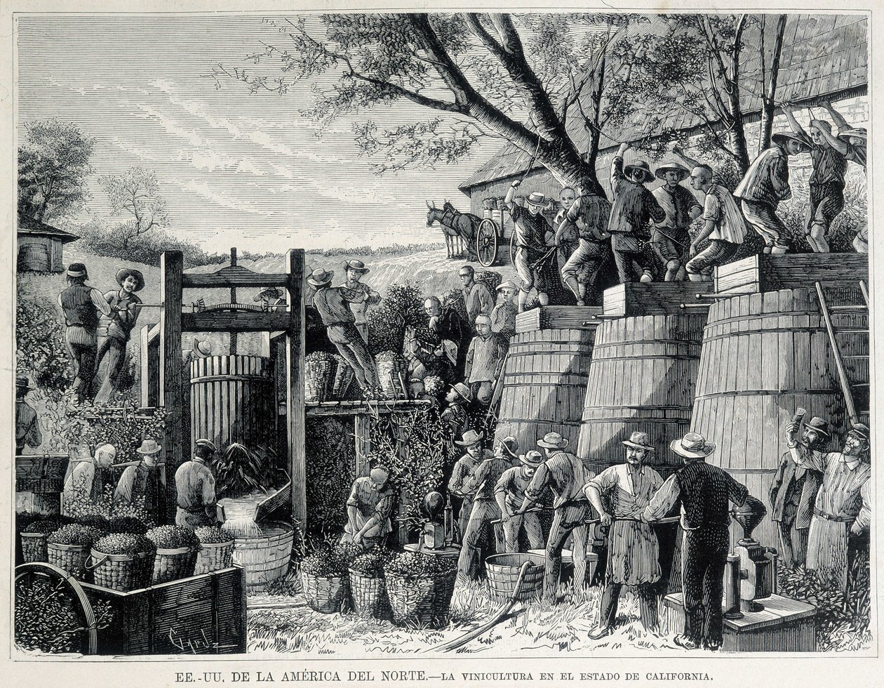 1876 年雕刻，代表 19 世纪加利福尼亚州的葡萄栽培。 作者 未知艺术家