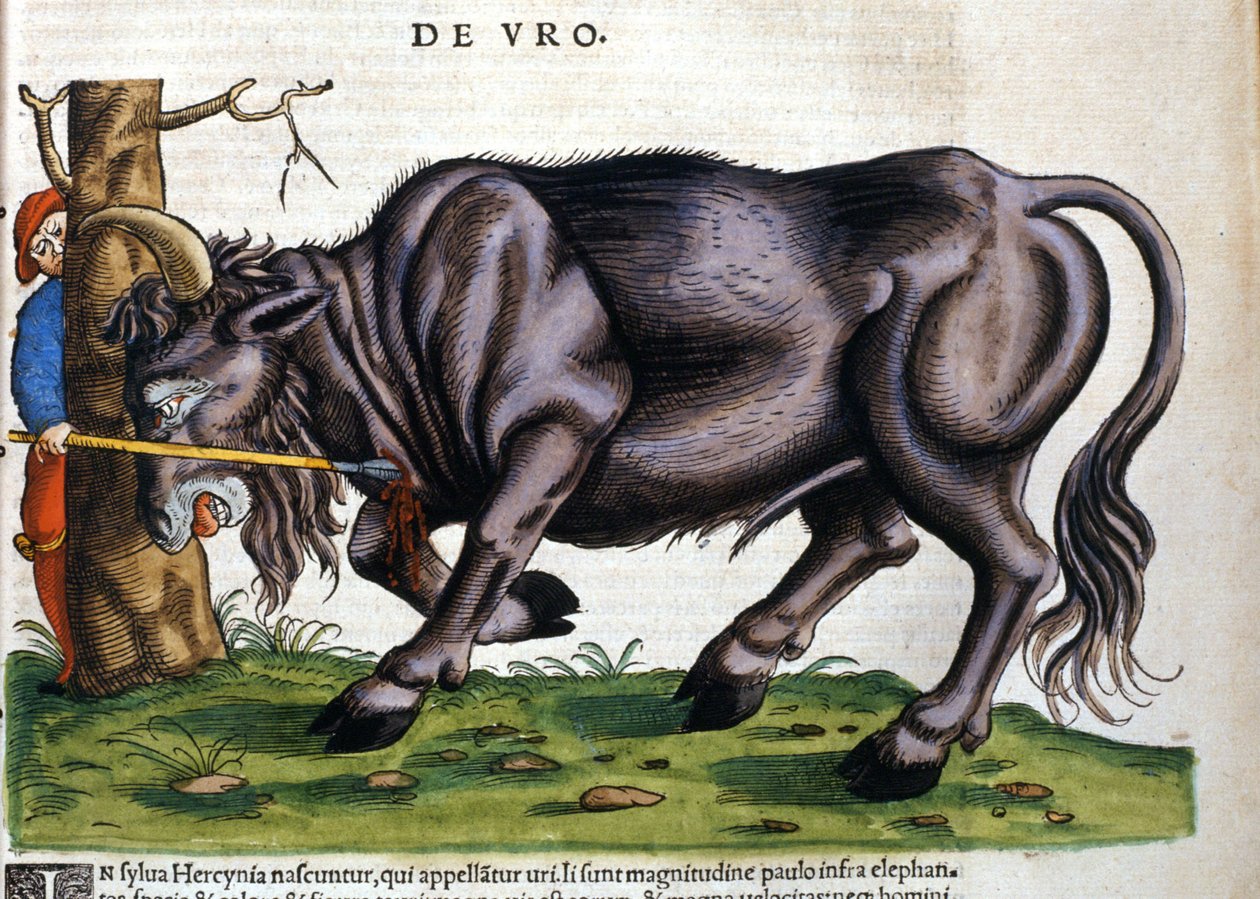 European bison (Bos primigenius primigenius) whose breed died in the 17th century in “Historia Animalium”” by Konrad Gesner 作者 未知艺术家