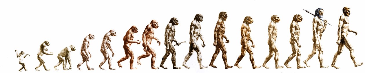 Evolution: Comparison of morphologies from the monkey to the present man (different hominides). End engraving of the 19th century. 作者 未知艺术家