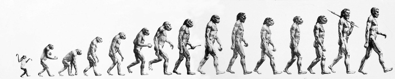 进化。从猴子到现在的人的形态比较（不同的人种）。19世纪末的雕版画。 作者 未知艺术家