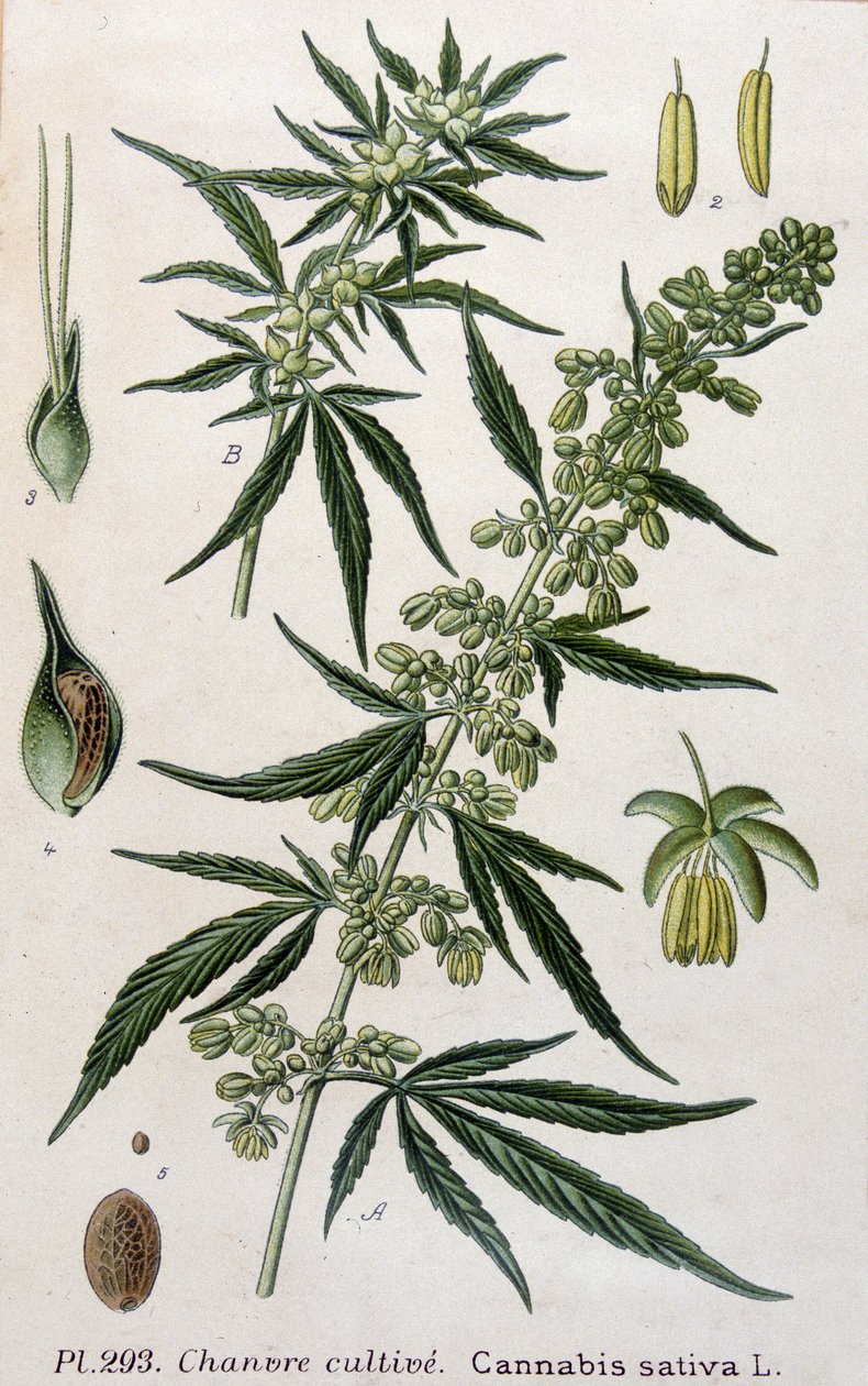 Female cannabis plant. 19th century engraving 作者 未知艺术家