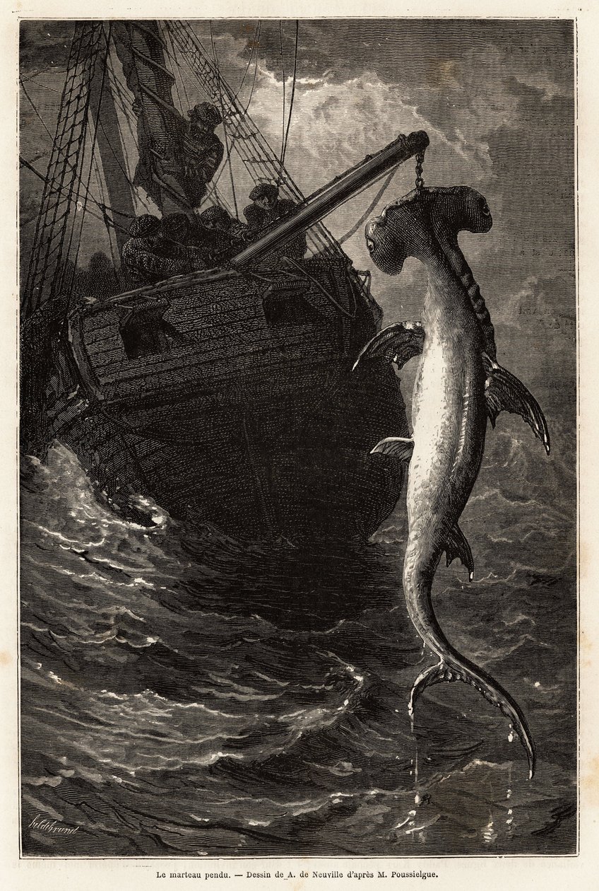 Fishing a hammer squal, 7 meters long, in the waters near Anastasia Island. Engraving to illustrate the story four months in Florida, by Achille Pousselgue in 1851-1852, published in “” Le tour du monde”” 1870-1871, edited by Edouard Charton, Hachette edit 作者 未知艺术家