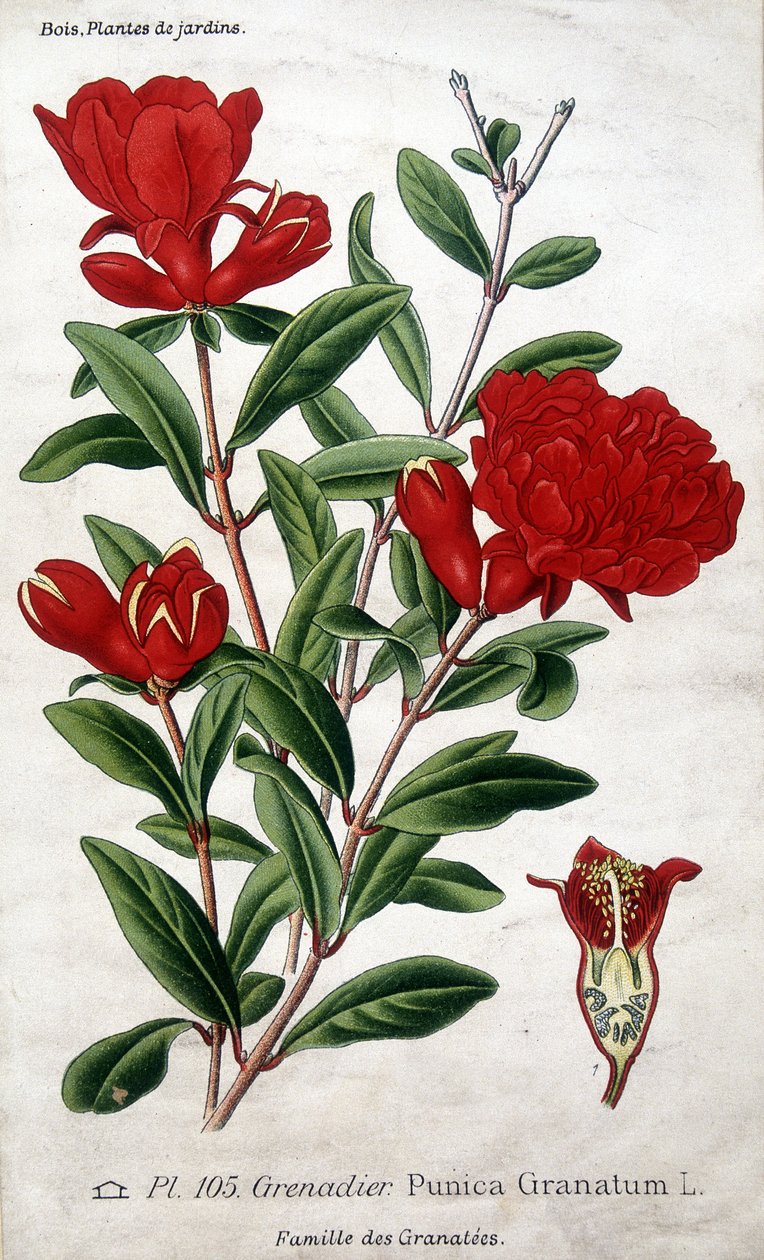 园林植物：石榴花（家庭Grenatees）。 作者 未知艺术家
