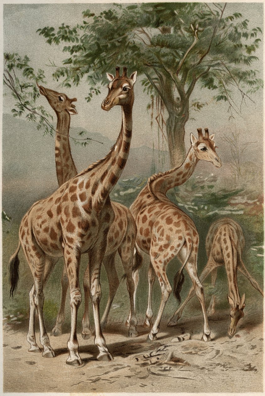 长颈鹿--长颈鹿（Giraaffa camelopardalis）--雕刻自阿尔弗雷德-埃德蒙-布雷姆（1829-1884）的《布雷姆的动物生活》。 作者 未知艺术家