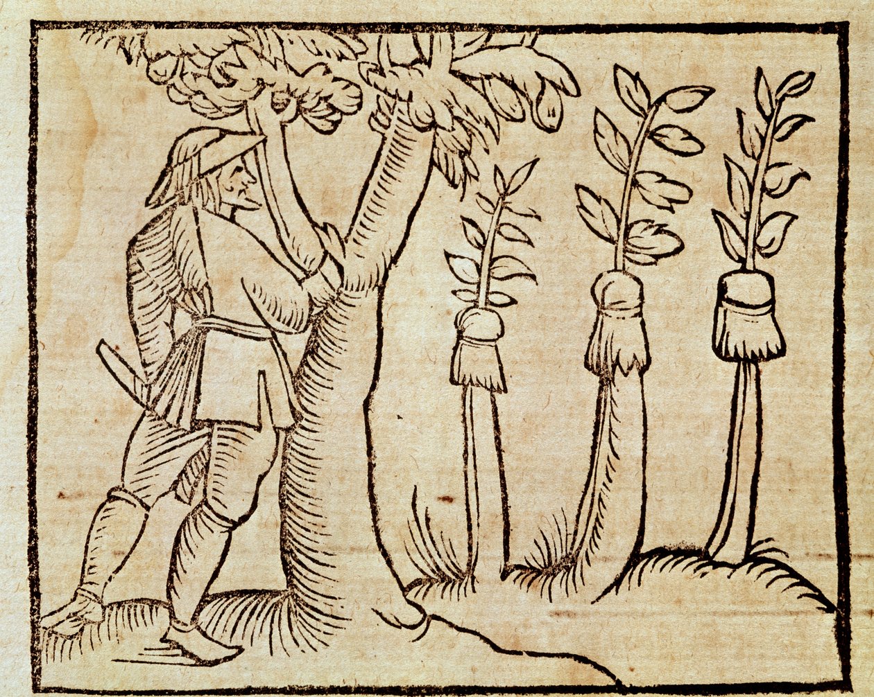 嫁接树木，插图来自于《De Agricoltura Vulgare》，作者是皮埃尔-克雷森齐奥（1233-1320），在威尼斯出版的版本。 作者 未知艺术家