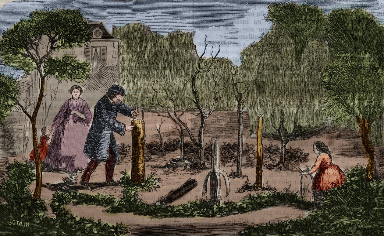 园艺：植物移植的主要方法。1860年的雕刻。 作者 未知艺术家