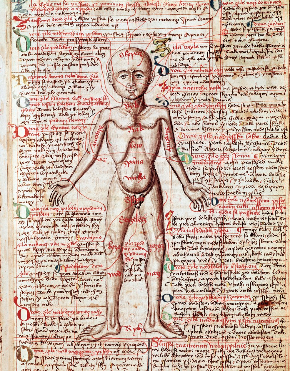 人体 雕刻自 "Tractatus de pestilentia" 15世纪 - 布拉格，国家图书馆 作者 未知艺术家