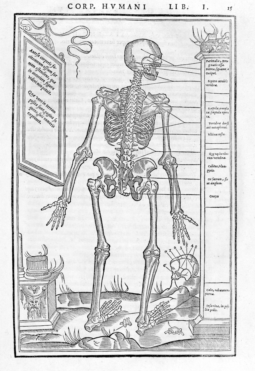 人体骨架，后部。解剖板 "De dissectione partium corporis humani lbri tres..."卡洛-斯特凡诺-里维利奥的作品，巴黎，1545年 作者 未知艺术家
