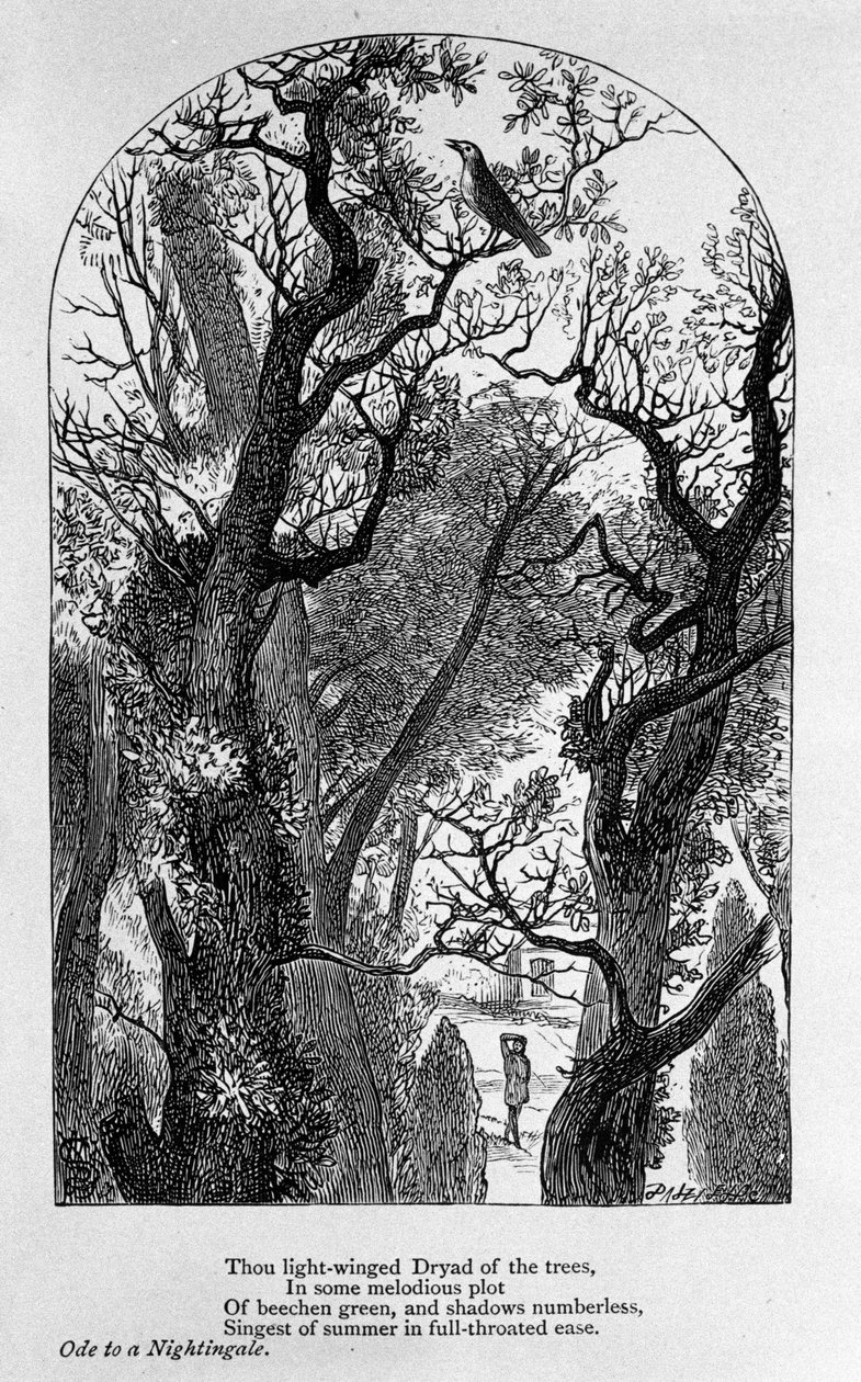 Illustration for “” Ode to a nightingale”” by the poet John Keats (1795-1821) 19th century 作者 未知艺术家