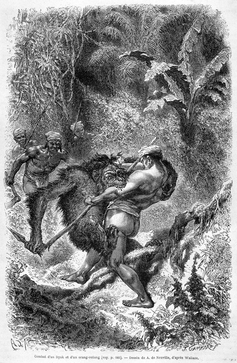 1862 年版“Le Tour du monde”中发表的插图描绘了婆罗洲岛上一只达雅克人和一只猩猩（orang-utan，orang outang，orang-utang）之间的战斗。 雕刻。 作者 未知艺术家