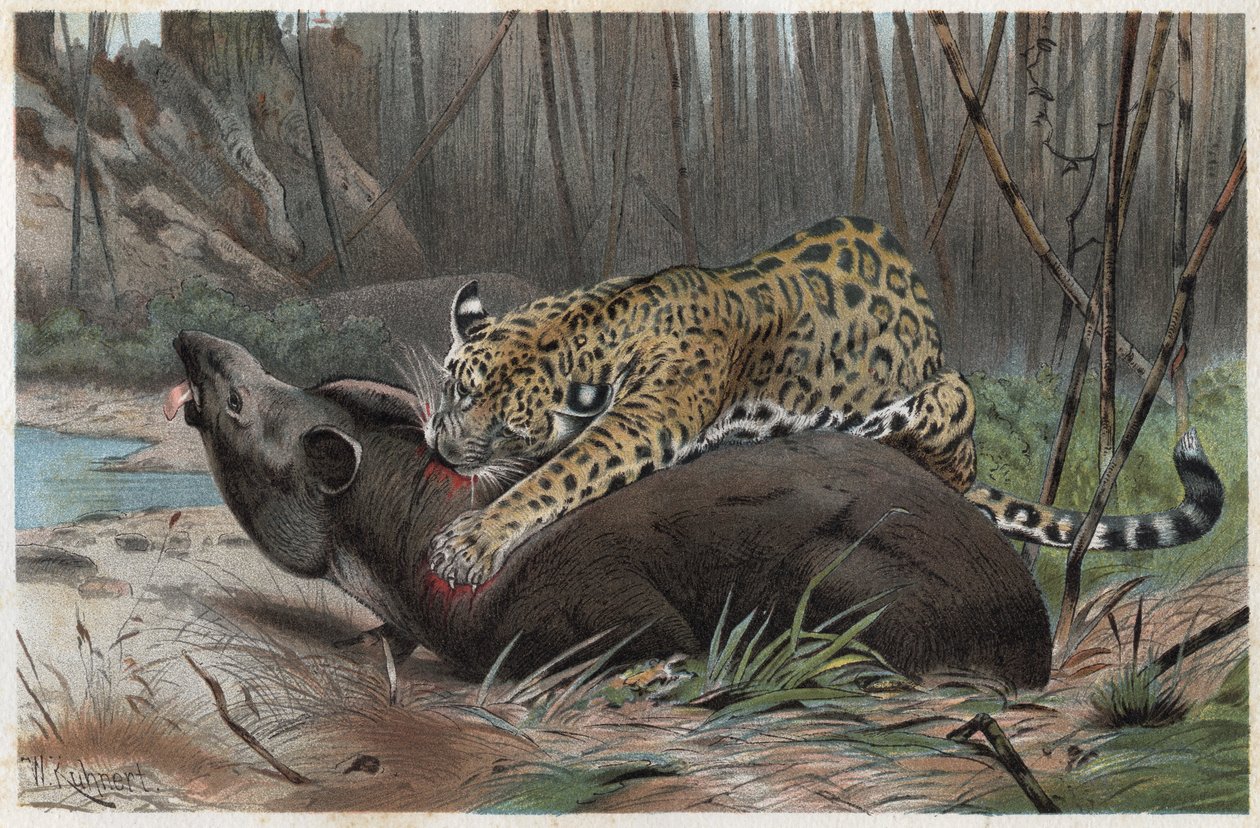 美洲虎（Panthera onca）--来自阿尔弗雷德-埃德蒙-布雷姆（1829-1884）的《布雷姆的动物生活》的雕刻作品 作者 未知艺术家