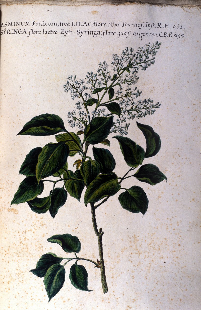 茉莉花枝。 来自 17 世纪植物标本馆的盘子 作者 未知艺术家