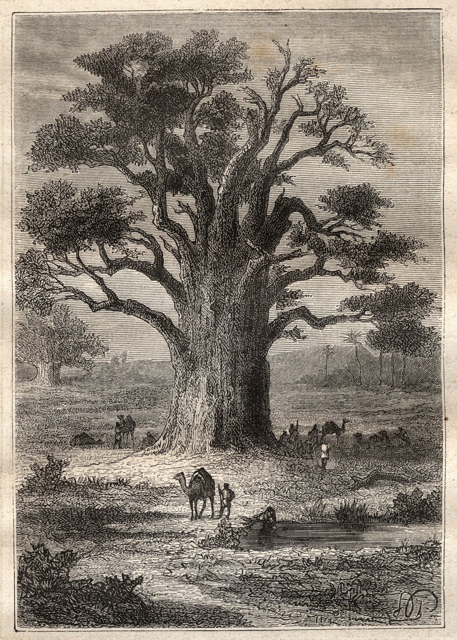 弗雷德里克-康拉德（Konrad）-霍内曼（1772-1801）前往费赞（利比亚）的旅程（1798年）：猴面包树--插图来自 "18世纪的伟大航海家" 作者 未知艺术家