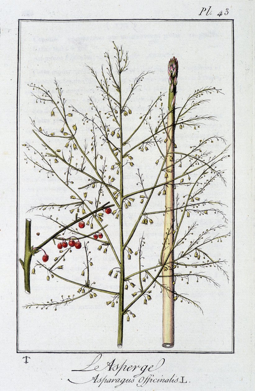 芦笋 (Asparagus Officinalis) - 在“商人的植物学练习”中，由 J.C. Philibert 重新设计，Imprimerie de Crapelet，巴黎 作者 未知艺术家