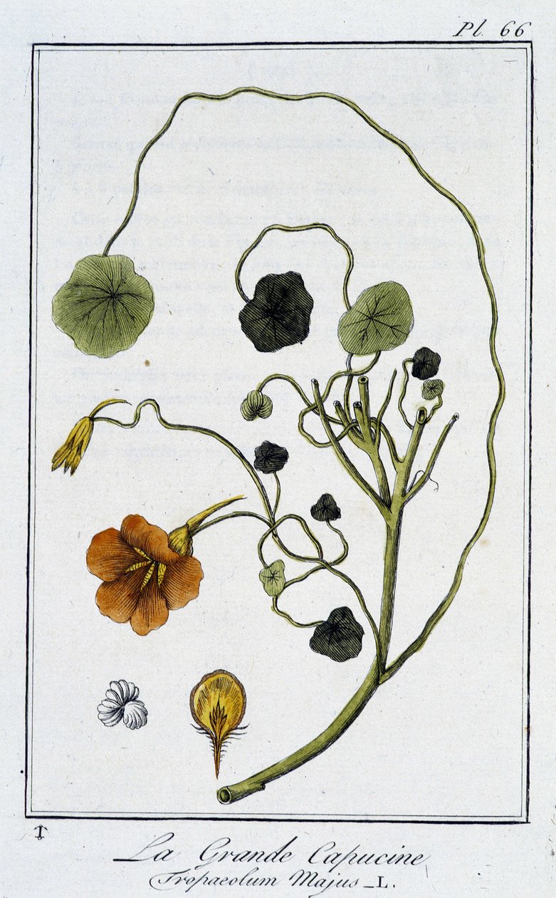 La Grande Capucine (Tropaeolum Majus) - 在 "Exercises de botany à l